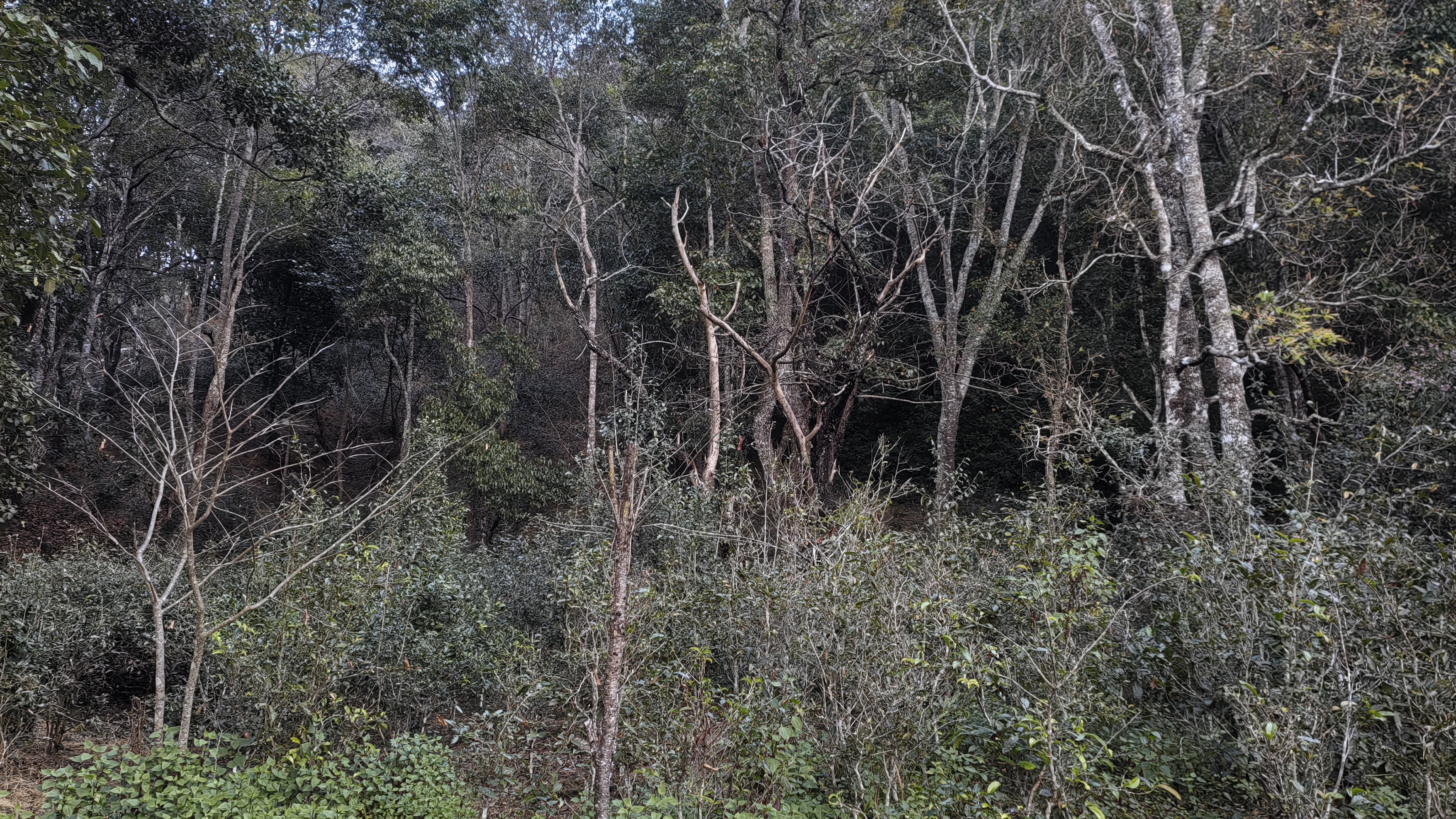 普洱（プーアル）の景邁山古茶林の文化的景観