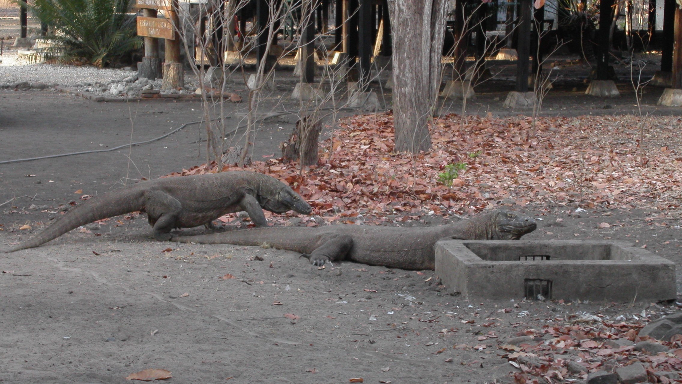 コモド国立公園