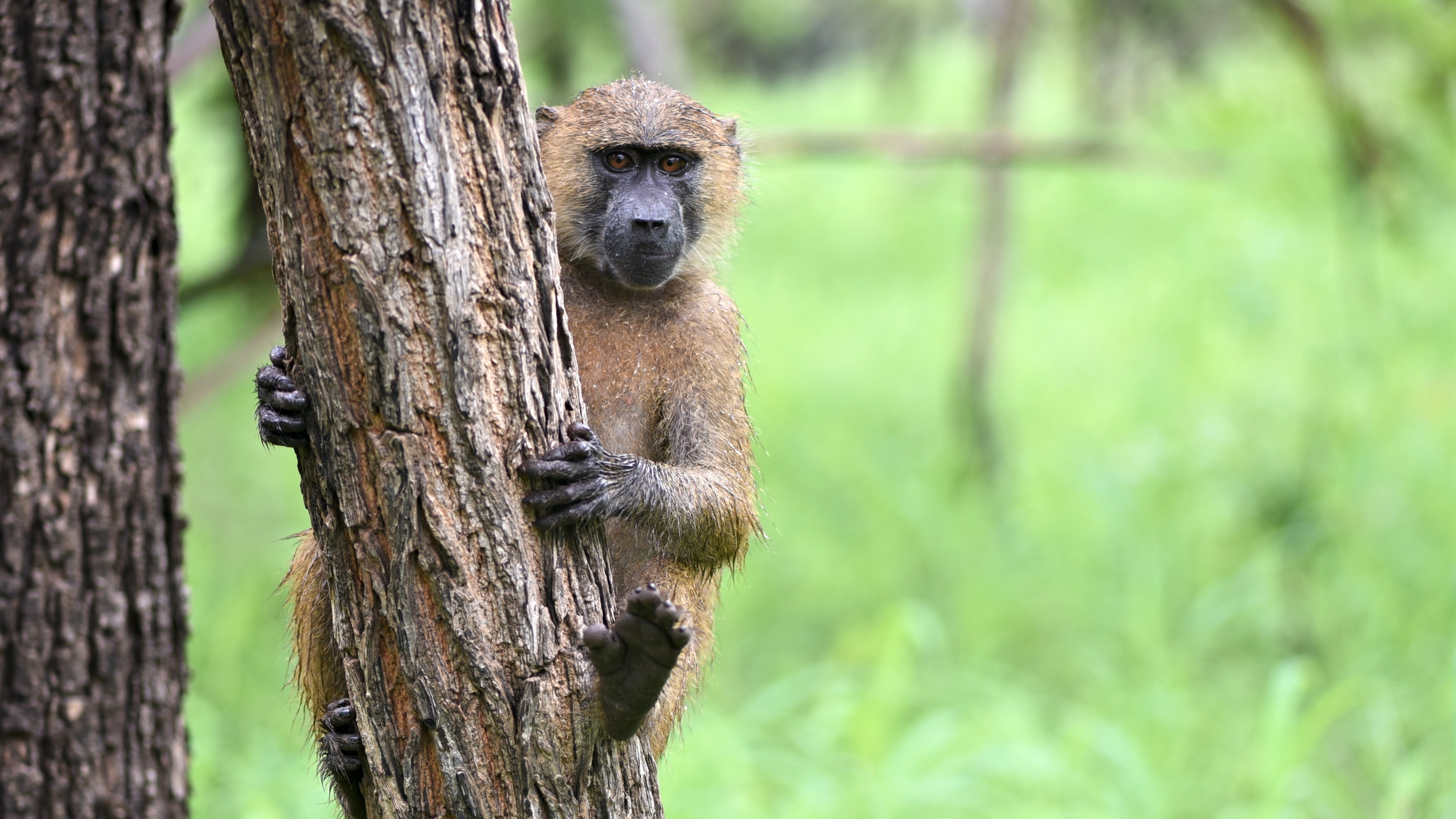 ニオコロ・コバ国立公園