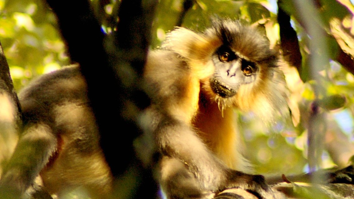 マナス野生生物保護区